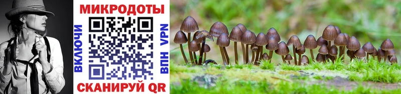 Псилоцибиновые грибы Psilocybe  Купить закладки  Елизово 